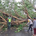 Cuaca Ekstrem Sekotong, Pohon Tumbang & Gelombang Pasang Terjang Dua Desa