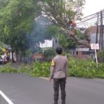 Antisipasi Bahaya, Polsek Batulayar Pangkas Pohon Rawan Tumbang