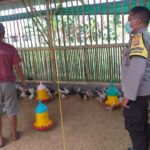 Bhabinkamtibmas Dukung Peternak Ayam di Lombok Barat, Ketahanan Pangan Makin Kuat!