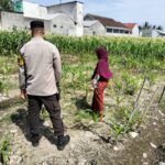 Sinergi Polri dan Petani, Lahan Kosong Jadi Lumbung Pangan di Labuapi