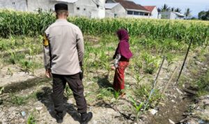 Sinergi Polri dan Petani, Lahan Kosong Jadi Lumbung Pangan di Labuapi