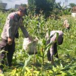 Sinergi Polri dan Petani, Panen Jagung Bersama di Bagik Polak