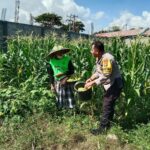 Bhabinkamtibmas Desa Bagik Polak Barat Ajak Petani Jagung Maju, Dukung Ketahanan Pangan