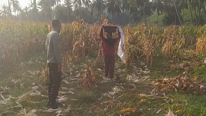 Bhabinkamtibmas Sekotong Dukung Petani Jagung, Begini Aksinya!