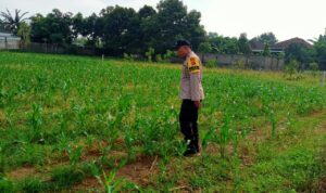 Dukung Ketahanan Pangan, Polsek Labuapi Sambangi Petani Jagung di Karang Bongkot