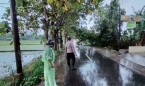 Pohon Tumbang Tutupi Jalan di Perumahan Mavilla, Polisi dan Warga Sigap Evakuasi