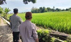 Polisi Turun ke Sawah! Bhabinkamtibmas Dukung Petani di Labuapi