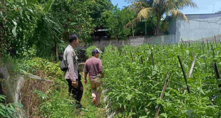 Polsek Labuapi Ajak Warga Manfaatkan Pekarangan, Hasilnya Mengesankan!