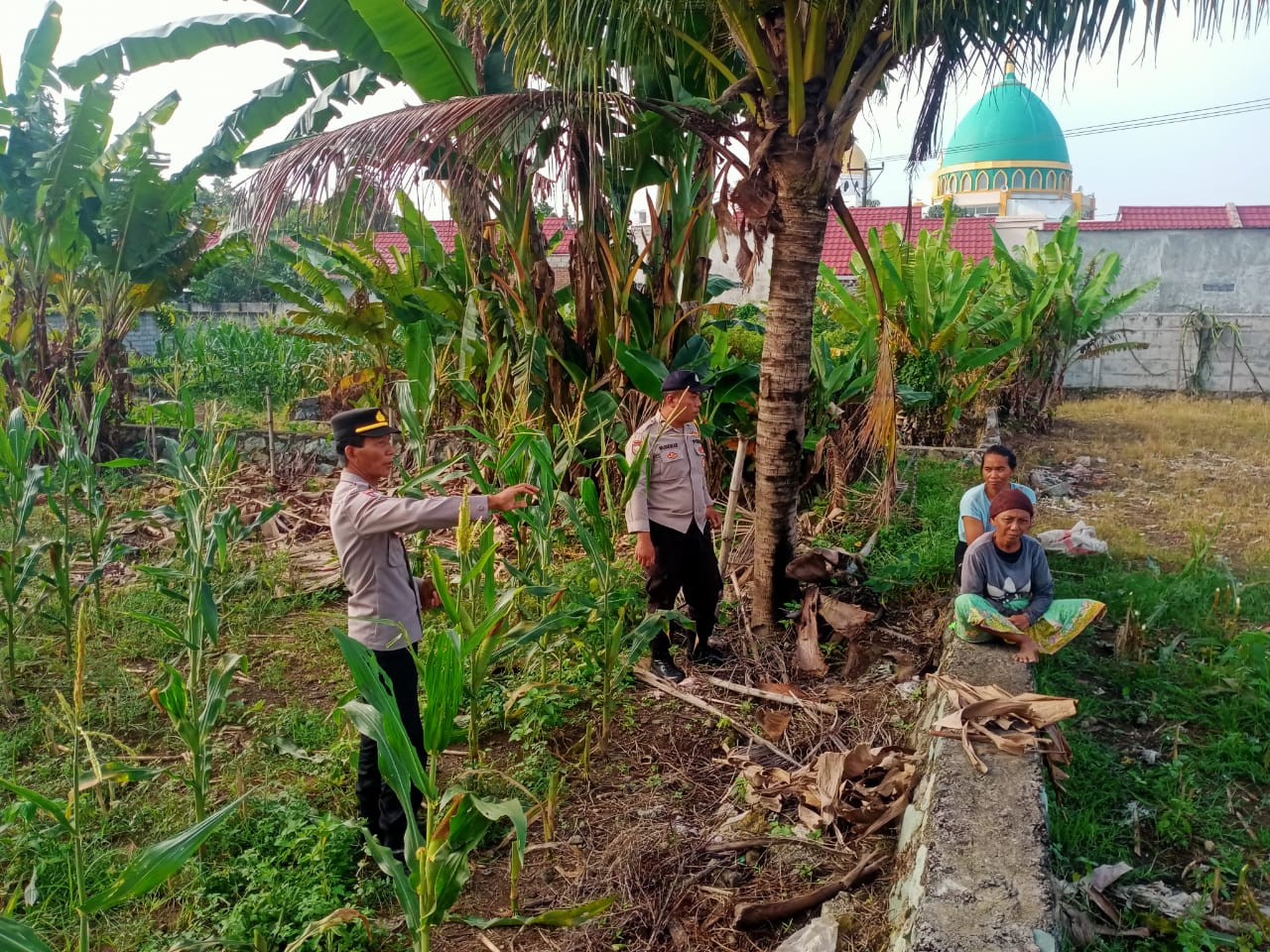 polsek, labuapi, polri, petani, pertanian, dukungan, program, pemerintah, bhabinkamtibmas, sinergi