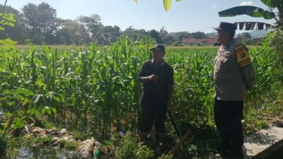 Bhabinkamtibmas Gerung Selatan Dorong Ketahanan Pangan Petani Jagung