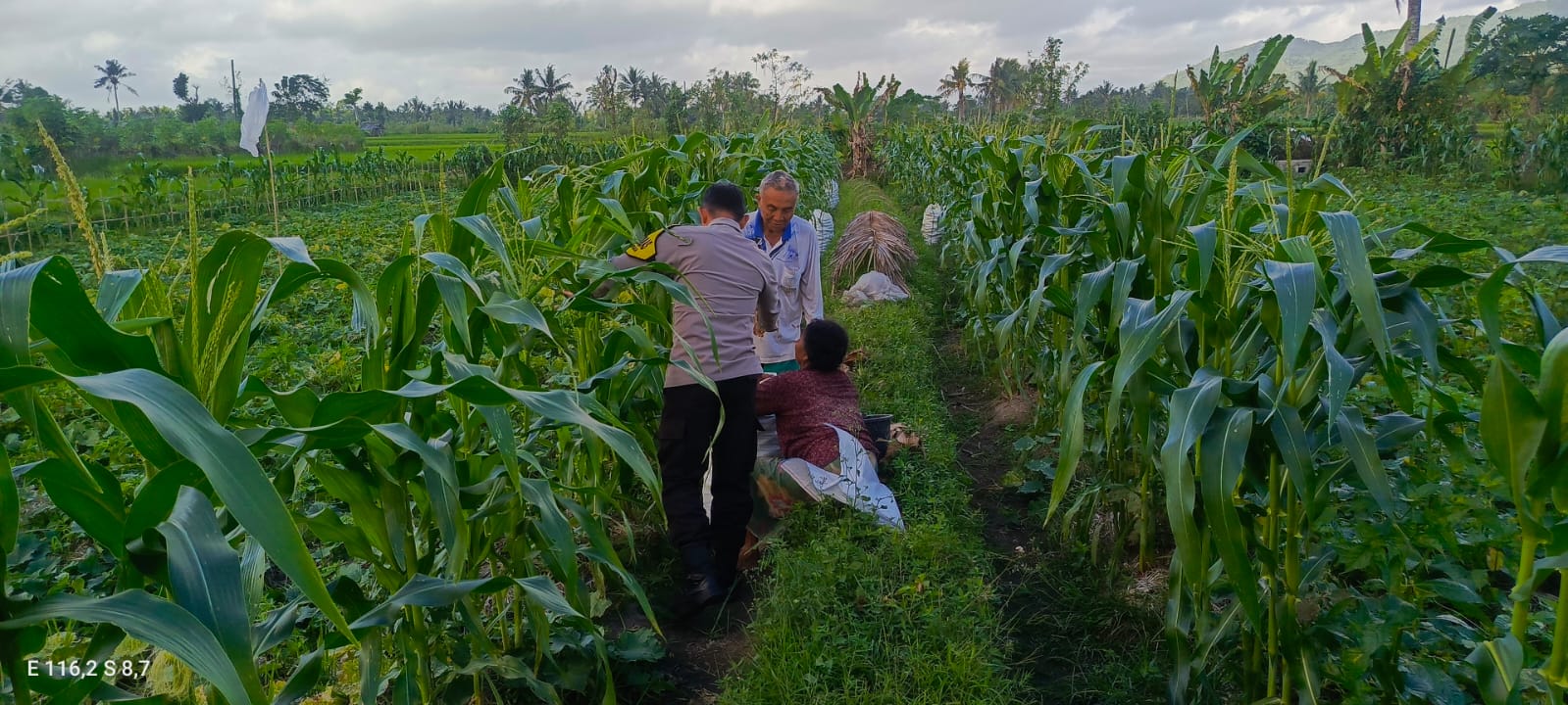 Bhabinkamtibmas Kuripan Utara Dukung Ketahanan Pangan Lokal
