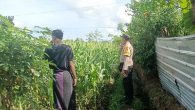 Bhabinkamtibmas Dukung Petani Jagung di Lombok Barat
