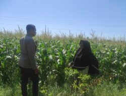 Polri Bersama Masyarakat Desa Rhee Loka Tingkatkan Ketahanan Pangan Lewat Pendampingan Pertanian