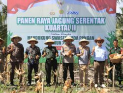 Panen Raya Jagung, Polres Loteng Dukung Swasembada Pangan Nasional. 