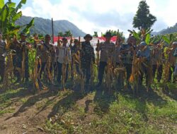 Panen Raya Jagung Lombok Barat Dorong Swasembada 2025