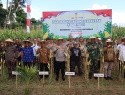 Panen Raya Jagung Serentak Dukung Swasembada Pangan di Lombok Barat