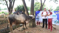 Polres Dompu Sembelih 22 Hewan Kurban, Bagikan Ratusan Paket Daging ke Warga Tak Mampu dan Pondok Pesantren