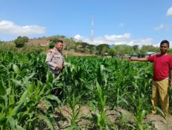 Dukung Program Prioritas Presiden RI, Bhabinkamtibmas Polsek Woha Edukasi dan Monitoring Petani di Desa Binaan