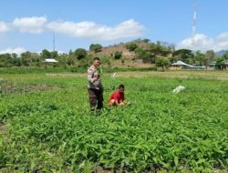 Dukung Ketahanan Pangan Nasional Bhabinkamtibmas Polsek Woha. Pantau Budi Daya Kangkung Milik Warga Binaan