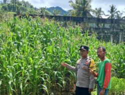Ketahanan Pangan Dimulai dari Desa: Bhabinkamtibmas Pelangan Dampingi Warga Bertani
