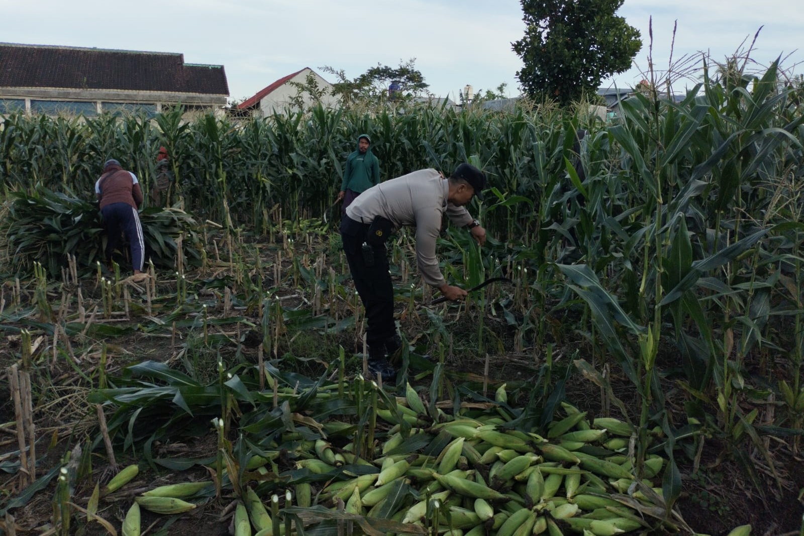 Peran Aktif Bhabinkamtibmas Labuapi Dukung Ketahanan Pangan Lokal