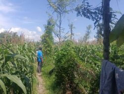 Bhabinkamtibmas Desa Beleka Dampingi Petani Jagung Jelang Panen