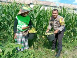 Bhabinkamtibmas Desa Bagik Polak Barat Dorong Warga Tanam Pangan