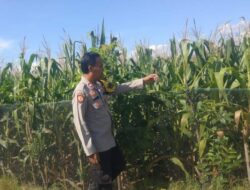 Wujudkan Indonesia Yang Swasembada Pangan, Bhabinkamtibmas Polsek Bolo Pantau Bantu Petani Jagung di Wilayah Binaan
