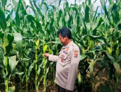 Bhabinkamtibmas Desa Rarak Ronges Dampingi Pengelolaan Pekarangan Pangan Bergizi Musim Tanam Kuartal II