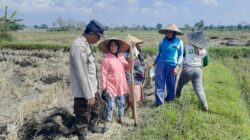 Bhabinkamtibmas Montong Are Dorong Ketahanan Pangan Lewat Pendampingan Petani