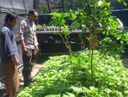 Bhabinkamtibmas Desa Tongo Dampingi Kegiatan Pengelolaan Pekarangan Pangan Bergizi