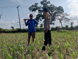 Bhabinkamtibmas Desa Kuripan Dorong Warga Optimalkan Pekarangan untuk Ketahanan Pangan