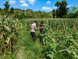 Bhabinkamtibmas Desa Pasir Putih Dampingi Pengelolaan Pekarangan Pangan Bergizi