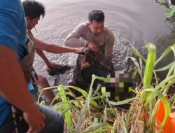 ‎Polres Loteng Evakuasi Penemuan Mayat di Aliran Sungai Kemulah.