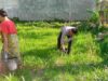 Bhabinkamtibmas Desa Jagaraga Ajak Warga Manfaatkan Lahan untuk Ketahanan Pangan