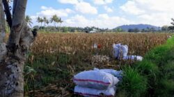 Bhabinkamtibmas Desa Tempos Dampingi Panen Jagung, Jaga Ketahanan Pangan di Lombok Barat