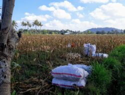 Bhabinkamtibmas Desa Tempos Dampingi Panen Jagung, Jaga Ketahanan Pangan di Lombok Barat