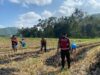 Sat Samapta Polres Lombok Barat Dukung Petani Jagung Desa Kebon Ayu