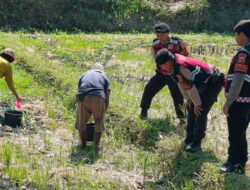 Polisi Bantu Petani Jagung di Desa Kuripan, Dukung Ketahanan Pangan Lombok Barat