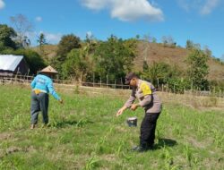 Bhabinkamtibmas Desa Ta’a Laksanakan Pendampingan Pertanian Jagung di Dusun Rasabou