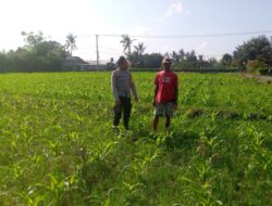 Bhabinkamtibmas Desa Jagaraga Dorong Pemanfaatan Lahan Produktif untuk Ketahanan Pangan