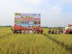 Kapolda Kalteng dan Gubernur Panen Raya Padi di Kapuas, Wujud Dukungan terhadap Ketahanan Pangan