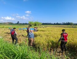 Polri Berperan Aktif Jaga Ketahanan Pangan: Personel Samapta Polres Lombok Barat Patroli dan Beri Edukasi Petani