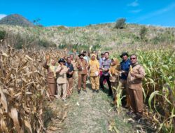 Bhabinkamtibmas dan Pemerintah Desa Panen Jagung Bersama Masyarakat Bersinergi Dukung Ketahanan Pangan