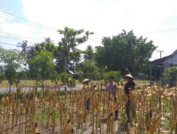 Panen Jagung Hibrida di Desa Kuripan Timur: Polri Turun Langsung Dukung Petani