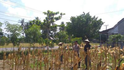 Sinergi Polisi dan Petani pada Panen Jagung Hibrida di Dusun Berambang, Lombok Barat