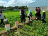 Polres Lombok Barat Dukung Swasembada Pangan Lewat Patroli Jagung di Desa Gerung