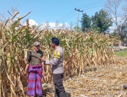 Bhabinkamtibmas Desa Kempo Lakukan Pemantauan tanaman jagung warga binaan.