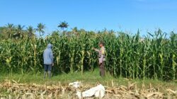 Pantau Tanaman Jagung, Bhabinkamtibmas Kec. Buer Sumbawa Dukung Ketahanan Pangan