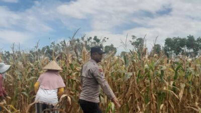 Bhabinkamtibmas desa daha dukung program ketahanan pangan, tinjau lahan warga di dusun daha barat